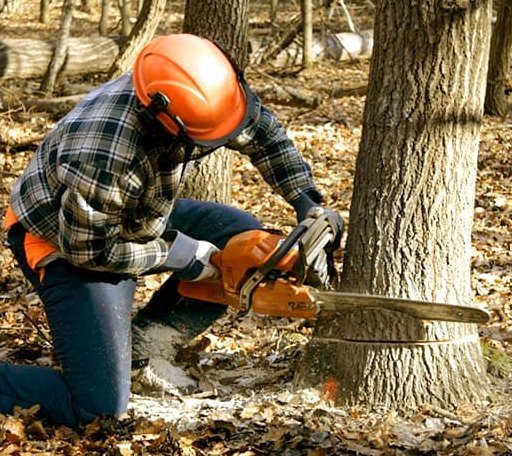 Tree Removal in French Camp, MS